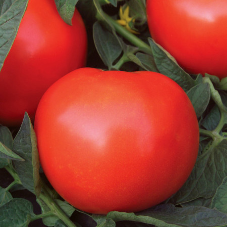 Rosii Bacuni (0,5 g), seminte soi romanesc semitimpuriu determinat, tomate foarte gustoase, Agrosem