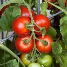 Rosii Campbell 33 (0,7 g), seminte soi determinat, tomate mari, zemoase, gustoase, Prima Sementi