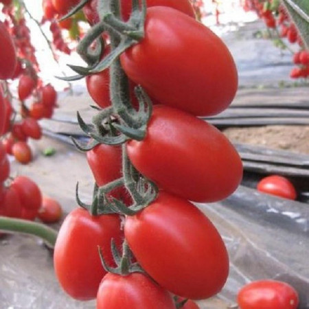 Rosii Zomok (0,5 g), seminte soi semitimpuriu determinat pentru balcon, tomate alungite, rezistente la crapare, Kertimag