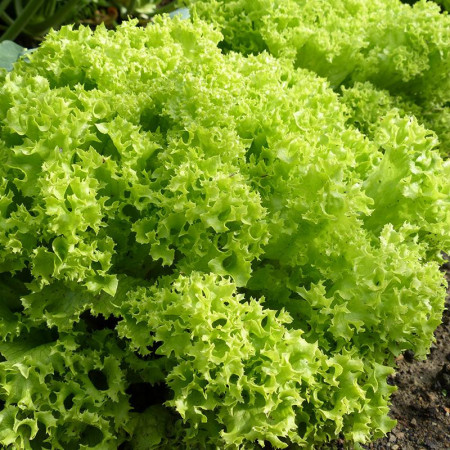 Salata creata Lollo Bionda (0,5 g), seminte soi timpuriu, salata creata, frunze fine, verzi, Nova Sem