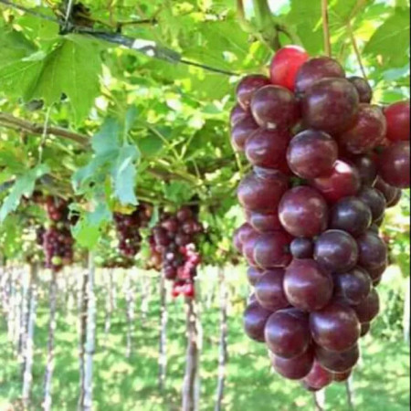 Vita de vie Cardinal (1 butas), vie struguri negri de masa, ciorchini mari, soi rezistent la inghet, Yurta - Img 1