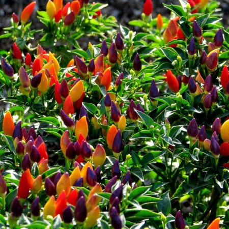 Ardei iute ornamental Little Wonder (0,2 g), seminte planta anuala decorativa, fructe mici, divers colorate, gust iute, Agrosem