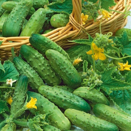 Castraveti cornichon (1,5 g), seminte soi timpuriu, fructe mici, verzi, inflorire mixta, Agrosem