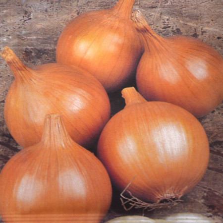 Ceapa Rijnsburger (2 g), seminte soi semitimpuriu ceapa aurie, pulpa alba, gust fin, Agrosem