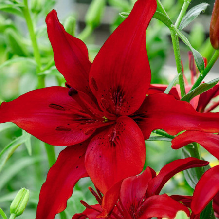 Crin Asiatic Red (3 bulbi), bulbi crini flori culoare roșu intens, Agrosem - Img 1