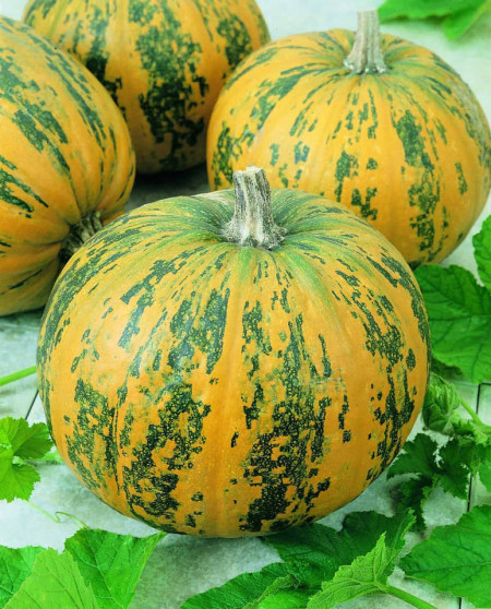 Dovleac de copt Round America (2 g), seminte soi productiv, dovleac rotund, pulpa galbena, densa, gustoasa, Agrosem