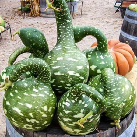 Dovlecei ornamentali Cobra (3 semințe), seminte dovlecei decorativi Lagenaria siceraria, culoare verde inchis cu crem, Agrosem