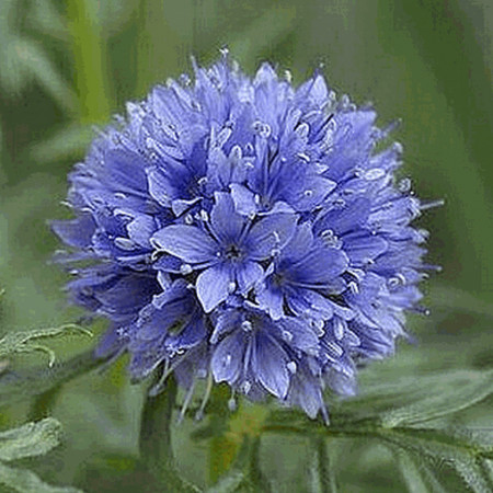 Gilia (0,4 g), seminte planta ornamentala anuala Gilia capitata, flori mici, albastre-violet, Agrosem