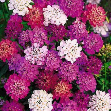 Limbusoara Lilicele pitice amestec (0,75 g), seminte planta decorativa anuala Iberis umbellata, flori foarte atractive roz, violet, albe, Nova Sem