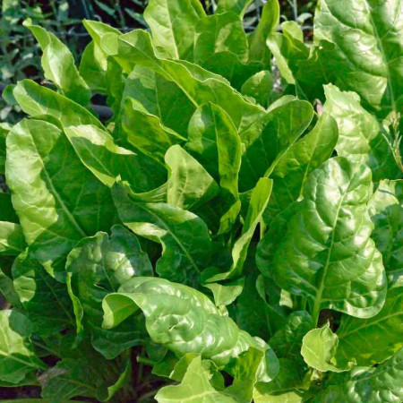 Mangold verde (3 g), seminte sfecla de frunze sau de spanac, planta ideala pentru gatit, Opal - Img 1