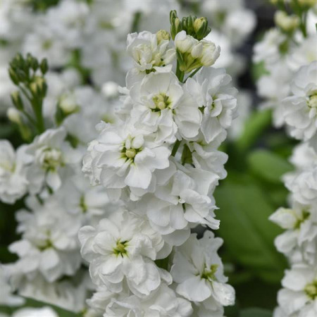 Mixandre albe (0,15 g), seminte plante ornamentale anuale Matthiola incana, flori parfumate, inflorire pana toamna tarziu, Agrosem