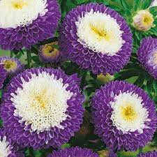 Ochiul Boului Pompon albastru cu alb (0,4 g), seminte Aster, planta decorativa anuala Callistephus chinensis, flori mari, bicolore, Agrosem