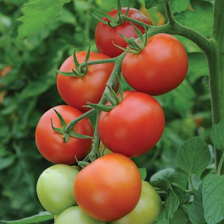 Rosii Moneymaker (1 g), seminte soi semitimpuriu nedeterminat, tomate ferme, gustoase, Agrosem