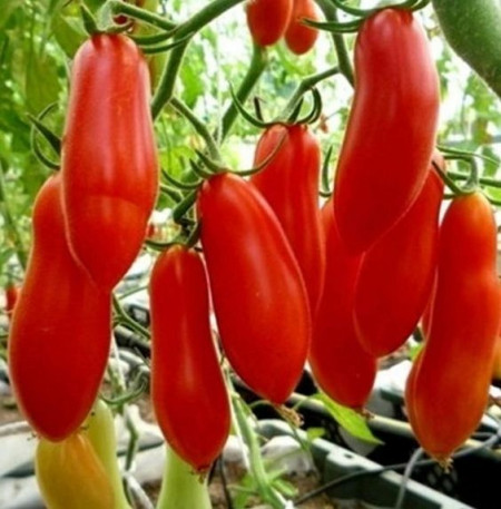 Rosii Piramide (0,3 g), seminte soi semitardiv nedeterminat, tomate alungite, mari, foarte gustoase, Agrosem