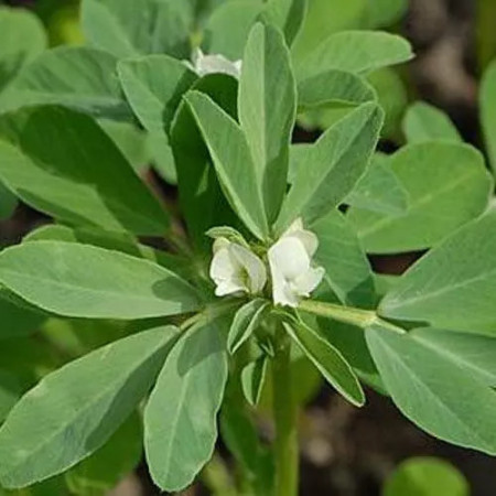 Schinduf (1 g), seminte planta medicinala si aromatica anuala Trigonella foenum graecum, Agrosem