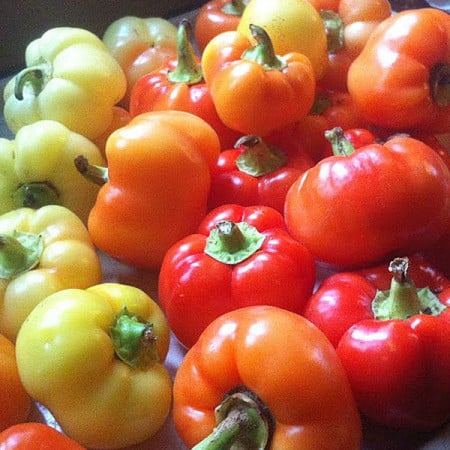 Ardei Almapaprika iute (20 sem.), seminte hibrid nedeterminat, ardei usor iute tip mar, Kertimag