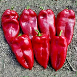 Ardei capia Ureche de Elefant (2 g), seminte soi sarbesc, ardei lung Slonovo Uvo, dulce, foarte productiv, rezistent la boli, Superior Seeds