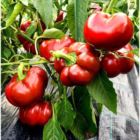 Ardei gogosar Topepo Rosso (3 g), seminte gogosar soi semitardiv, crestere determinata, fructe dulci, Raci Sementi