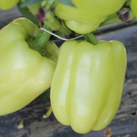 Ardei gras Getic (50 sem), seminte soi semitimpuriu, productie ridicata, constanta, Patru Agro
