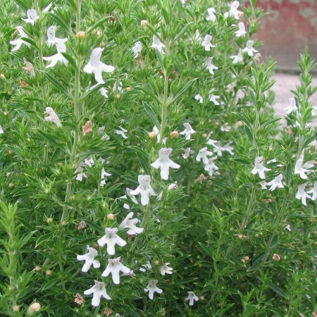 Cimbru (2 g), seminte planta aromatica perena Satureja hortensis, cimbru de gradina, Agrosem