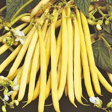 Fasole pitica Berggold (1 kg), seminte soi timpuriu, fasole oloaga galbena cilindrica, Agrosem