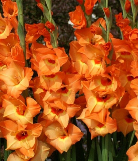 Gladiola Royal Class (7 bulbi), bulbi gladiole flori mari, petale gofrate portocalii, Agrosem - Img 1