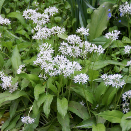 Leurda - Usturoi salbatic (0,15 g), seminte planta aromatica medicinala perena Allium ursinum, aroma specifica usturoi, Agrosem