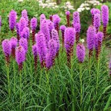 Liatris violet (0,2 g), seminte planta ornamentala perena Liatris spicata, flori rustice, violet-purpurii forma spice lungi, Agrosem