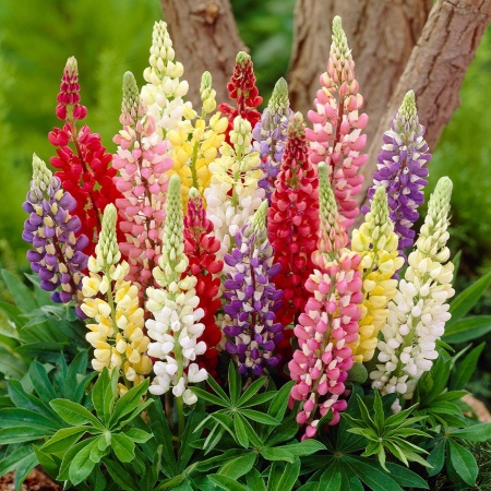 Lupin peren mix (0,5 g), seminte planta ornamentala Lupinus, flori spice mari, foarte decorative, Prima Sementi