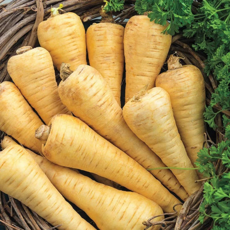 Pastarnac Guernsey (3 g), seminte soi semitardiv, radacini lungi, gust dulce, aroma placuta, Agrosem