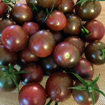 Rosii Black Cherry (0,2 g), seminte soi timpuriu nedeterminat, tomate negre rotunde, mici, gust aromat, Agrosem