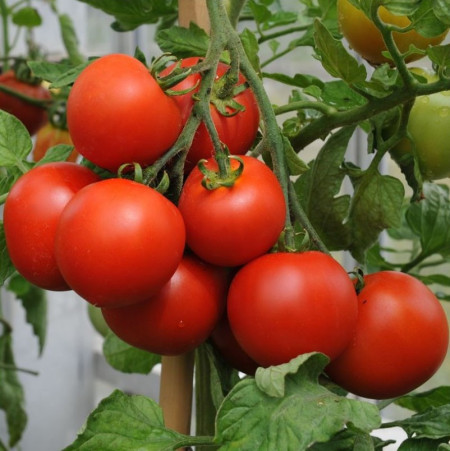 Rosii Buzau 4 (0,2 g), seminte soi romanesc timpuriu determinat, tomate viguroase, rezistente la transport, Agrosem