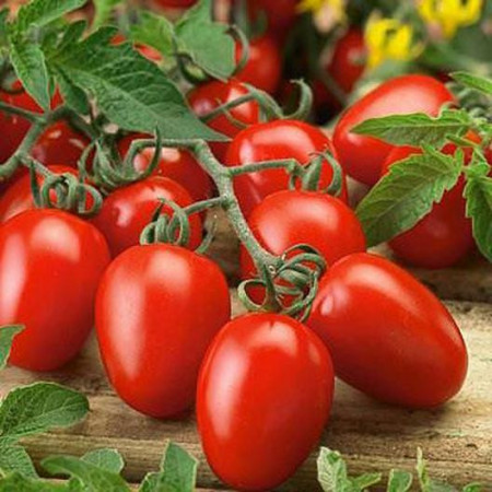 Rosii Roma VF (0,4 g), seminte soi semitardiv determinat, tomate ovale, gust placut, Agrosem