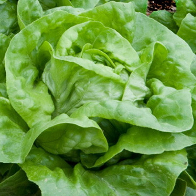 Salata Attraction (2,5 g), seminte soi semitimpuriu, salata sferic-turtită, fragedă, Agrosem