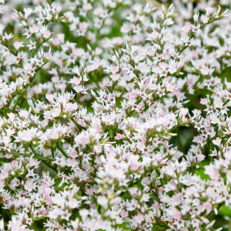 Saraturica perena (0,05 g), seminte planta ornamentala perena Limonium tataricum, flori albe pentru uscare si stancarii, Agrosem