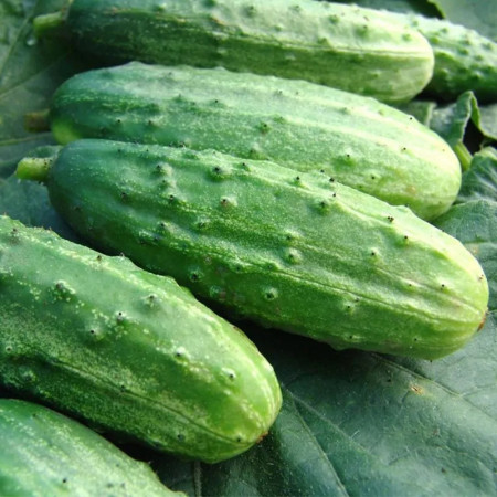 Castraveti cornichon Dalila F1 (1,5 g), seminte hibrid semitimpuriu viguros, gustos, Agrosem