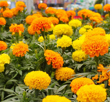Craite inalte mix (0,4 g), seminte planta ornamentala Tagetes erecta, diverse culori, Agrosem