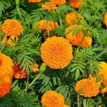 Craite inalte portocalii (1 g), seminte planta ornamentala Tagetes erecta, Kertimag