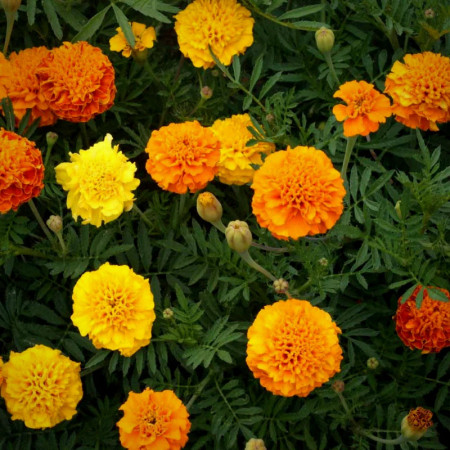 Craite pitice amestec de culori (1 g), seminte planta ornamentala Tagetes patula nana, Kertimag