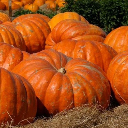 Dovleac de copt Atlantic Giant (2 g), seminte soi tardiv, dovleci uriasi, miez dulce, Agrosem