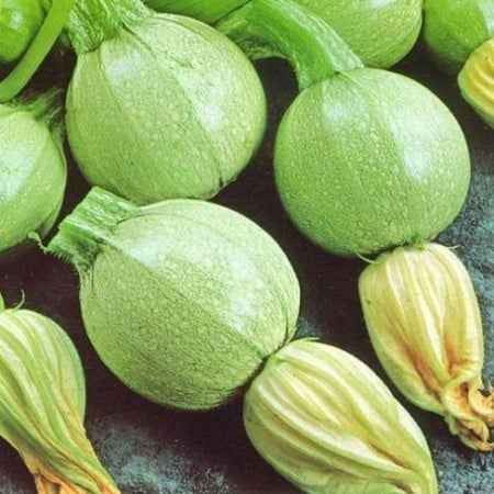 Dovlecei Tondo Chiaro di Nizza (2 g), seminte soi productiv, dovlecel mic, rotund, miez alb, fin, Agrosem