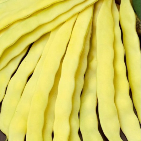 Fasole Meraviglia di Venezia (10 g), seminte soi timpuriu, fasole urcatoare galbena lata, productiva, Agrosem