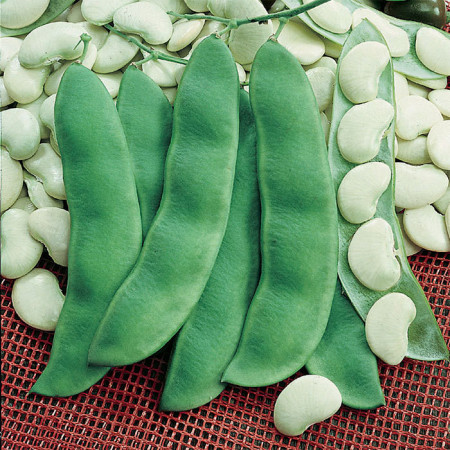 Fasole pitica pentru boabe Coco White (100 g), seminte soi viguros, pastai verzi, plate, boabe albe, Agrosem