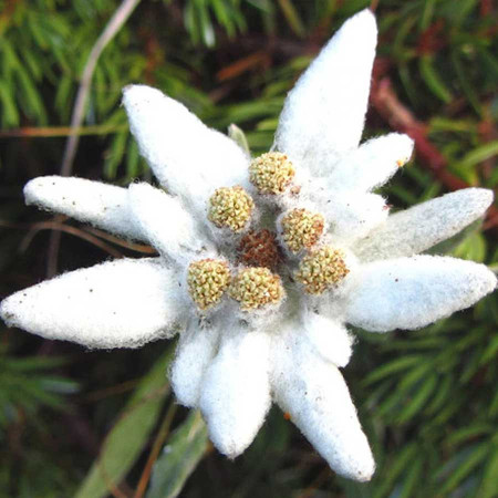 Floare de Colt (0,02 g), seminte planta ornamentala perena Leontopodium alpinum, flori deosebite, alb-crem, Agrosem - Img 1