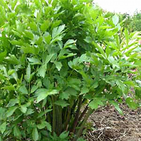 Leustean (0,4 g), seminte planta aromatica medicinala perena Levisticum officinale, frunze puternic aromate, Agrosem