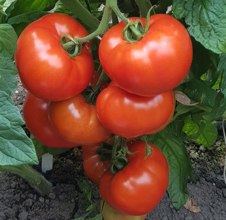 Rosii Buzau 22 (0,2 g), seminte soi romanesc semitardiv determinat, tomate productive, Agrosem