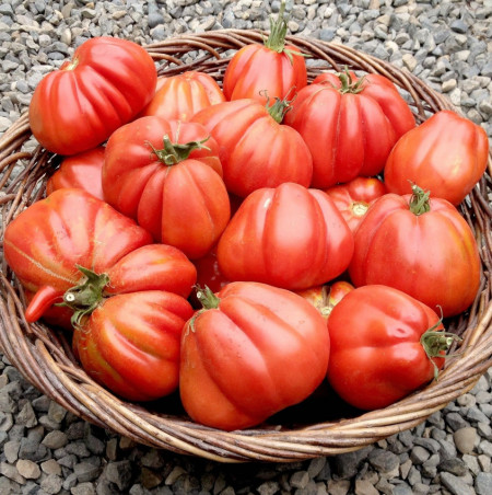 Rosii Pearson (0,3 g), seminte soi semitimpuriu viguros, tomate mari, forma de para turtita, Agrosem