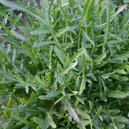 Rucola salbatica (3 g), seminte planta medicinala si aromatica anuala, aroma puternica, Raci Sementi