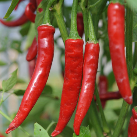 Ardei iute de Cayenne (0,7 g), seminte soi semitimpuriu, fructe alungite, gust picant, Agrosem