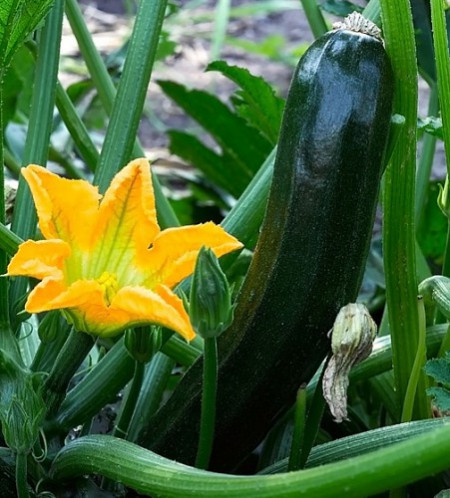 Dovlecei Nero di Milano (4 g), seminte soi viguros dovlecel zucchini foarte gustos, Prima Sementi
